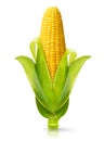 Corn isolated Royalty Free Stock Photo