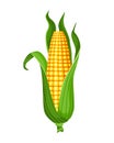 Corn. Isolated ripe corn ear. Yellow corn cob with green leaves. Summer farm design element. Sweet bunch of corn