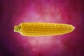 Corn isolated on vintage background