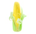 Corn isolated