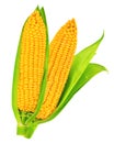 Corn isolated