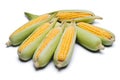 Corn isolated on white background, closeup top view. Royalty Free Stock Photo