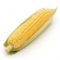 Corn isolated on white background Royalty Free Stock Photo