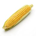 Corn Isolated on White Background Royalty Free Stock Photo