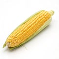 Corn Isolated on White Background Royalty Free Stock Photo