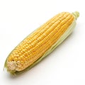 Corn Isolated on White Background Royalty Free Stock Photo