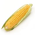 Corn Isolated on White Background Royalty Free Stock Photo