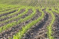 Corn in June Royalty Free Stock Photo