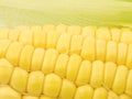 Corn Kernals Close up