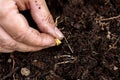 Corn kernel or maize kernel of sweetcorn is planting in the soil, planting zea mays Royalty Free Stock Photo