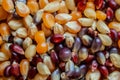 Corn kernel popcorn in varying colors Royalty Free Stock Photo