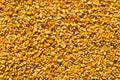 Corn kernels Royalty Free Stock Photo