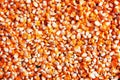 Corn kernels background image maize