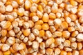 corn kernels : Close-up of organic yellow corn seed, Dried corn kernels on white background, top view Royalty Free Stock Photo