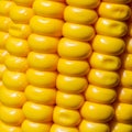 Corn kernels on the cob macro shooting, close-up Royalty Free Stock Photo