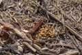 Corn kernels and cobs with dried brown broken stems on a post harvest corn field Royalty Free Stock Photo