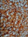 corn kernels, cornstarch, popcorn, corn wallpaper, grains, staple foods