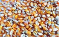 Corn kernels