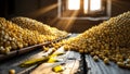 Golden Corn Kernels on Rustic Wood with Oil Spill, Sunlit Harvest Scene Royalty Free Stock Photo