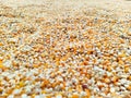 Corn kernels in Ruteng, Flores Island, Indonesia Royalty Free Stock Photo