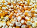 Corn kernels in Ruteng, Flores Island, Indonesia Royalty Free Stock Photo