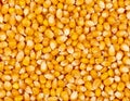Corn kernels texture background. Generated using AI. Royalty Free Stock Photo