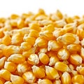 corn kernels on transparent background in a close up perspecti Royalty Free Stock Photo