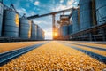 Corn kernels transported on conveyor belt in modern granary at sunset Royalty Free Stock Photo
