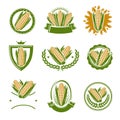 Corn label and element set. Collection icon corn. Vector