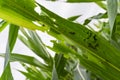 Corn leaf damaged by fall armyworm Spodoptera frugiperda.Corn leaves attacked by worms in maize field