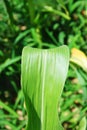 Corn leaf texture Royalty Free Stock Photo