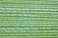 Corn leaf texture Royalty Free Stock Photo