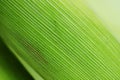 Corn leaf texture Abstract background Royalty Free Stock Photo