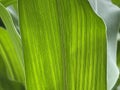 corn leaf texture Royalty Free Stock Photo