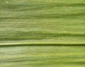 Corn leaf texture Royalty Free Stock Photo