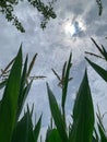 corn leaves, viewed from below corn plants in the field, sky viewed through corn leaves Royalty Free Stock Photo