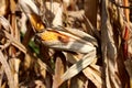 Corn left on corn cobs surrounded with dry husks on corn stalks before harvest in local cornfield Royalty Free Stock Photo