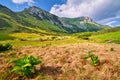 Corn lilly flowers in Cervene vrchy mountains in the border of Poland and Slovakia Royalty Free Stock Photo