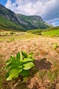 Corn lilly flowers in Cervene vrchy mountains in the border of Poland and Slovakia Royalty Free Stock Photo