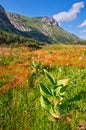 Corn lilly flowers in Cervene vrchy mountains in the border of Poland and Slovakia Royalty Free Stock Photo