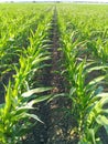 Corn lines Field