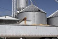 Corn loading onto a truck. After harvest, corn from grain bins loads onto a truck and is sent for food or ethanol processing Royalty Free Stock Photo