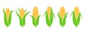 Corn logo. Isolated corn on white background Royalty Free Stock Photo