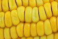 Corn Macro Royalty Free Stock Photo