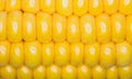Corn macro large grains