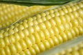Corn macro photography. Corn with droplets of water after washing. Beautiful drops of water on corn kernels after Royalty Free Stock Photo