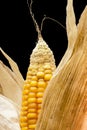 Corn, macro, yellow, ripe, appetizing, food, healt