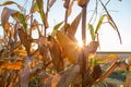 Corn maize cob ripe on field backlight by seting sun Royalty Free Stock Photo