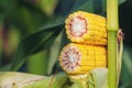 Corn Maize Cob on stalk in field Royalty Free Stock Photo