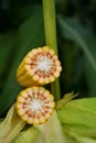 Corn Maize Cob on stalk in field